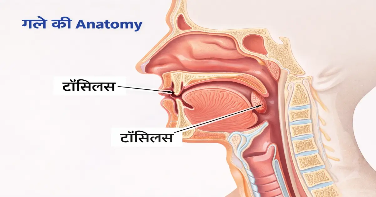 गले की anatomy diagram जिसमें टॉन्सिल्स की position दिखाई गई है