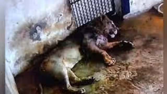 इटावा लायन सफारी में केसरी की दहाड़ गुम, शेर की बैक बॉन में हुआ इंफेक्शन