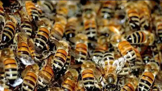 मेरठ के युवाओं को भा रहा मधुमक्खी पालना, कृषि विवि में चार साल तक कर रहे कोर्स